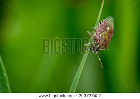 hairy sloe shield bug (Dolycoris baccarum) on grass macro photography