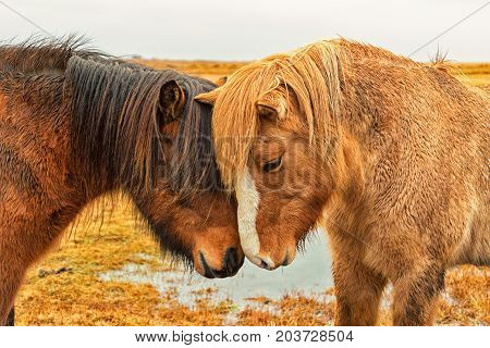 Two Icelandic Horses Nuzzle