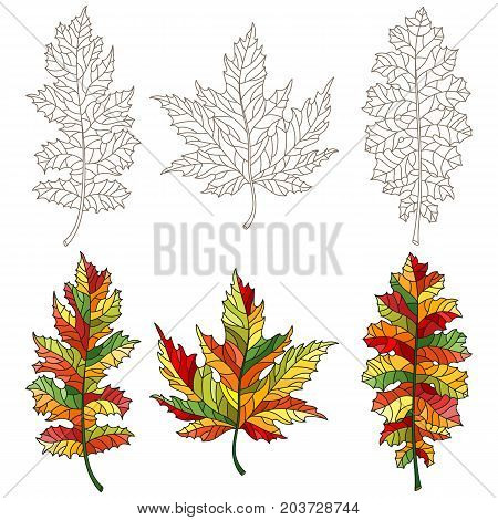 The set of leaves in the style of stained glass contoured maple leaves and oak and painted autumn leavesisolated on white background