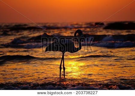 White flamingo walks on the beach during sunset. Colorful sunset. Flamingo posing.