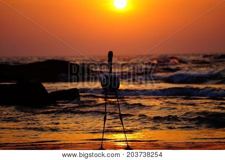 White flamingo walks on the beach during sunset. Colorful sunset. Flamingo posing.