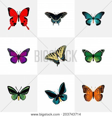 Realistic Checkerspot, Danaus Plexippus, Demophoon And Other Vector Elements