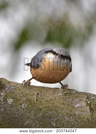 nuthatch in wintertime during winter feeding near feeder