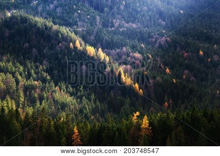 Autumn Season Theme. Detail Of Coloured Forest. Garmisch Partenkirchen, Bavaria, Germany