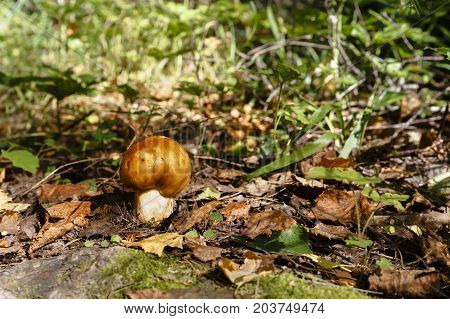 Edible mushroom, Valuy. russula foetens mushroom in forest