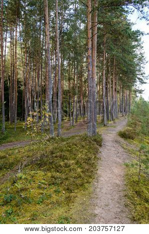 Country Road In Forest