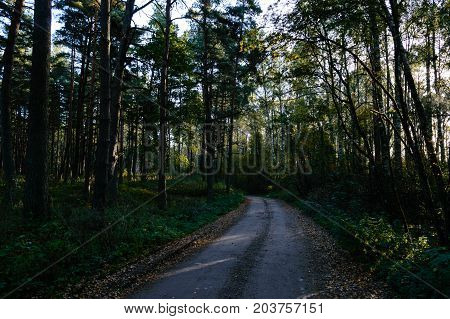 Country Road In Forest