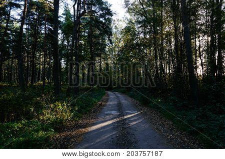 Country Road In Forest