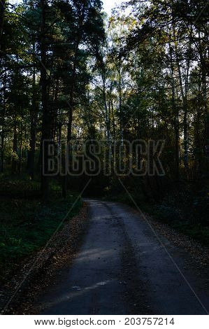 Country Road In Forest
