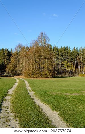 Country Road In Forest