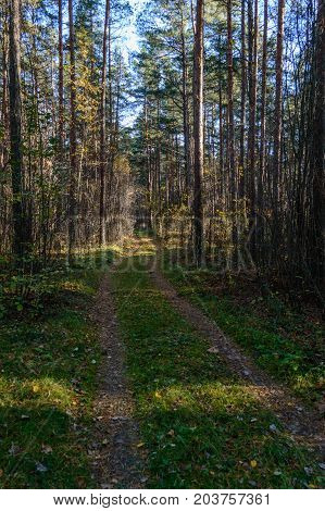 Country Road In Forest