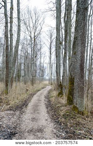 Country Road In Forest