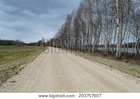 Country Road In Forest