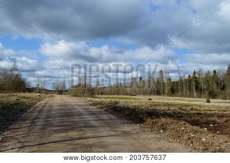 Country Road In Forest