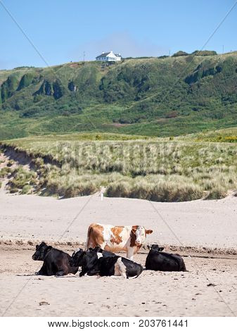 Cows at Whitepark Bay, Antrim, Northern Ireland, on a sunny summer day