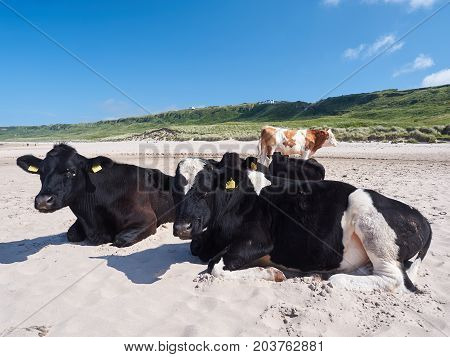 Cows at Whitepark Bay, Antrim, Northern Ireland, on a sunny summer day