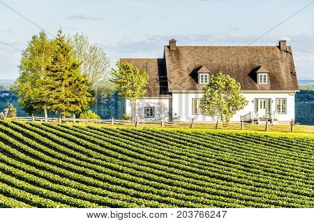 Landscape View Of Farm In Ile D'orleans, Quebec, Canada With Green Rows Of Plants At Field With Hous