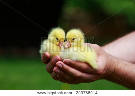 little yellow ducklings in the hands of man