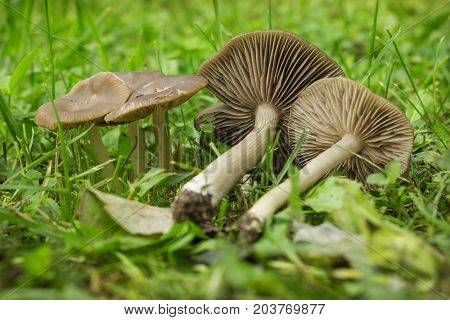 Mushrooms Entoloma On The Lawn In Autumn