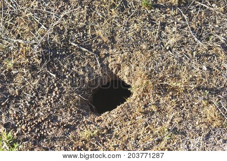 A rabbit hole is full of poop on the floor