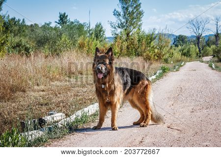 German sheperd standing on a trail in Valconca Italy