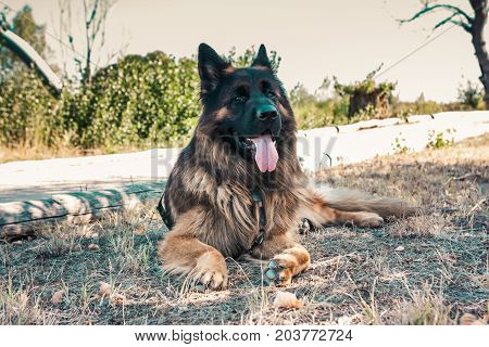 German Sheperd On A Trail In Valconca, Italy