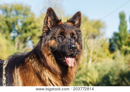 German Sheperd On A Trail In Valconca, Italy