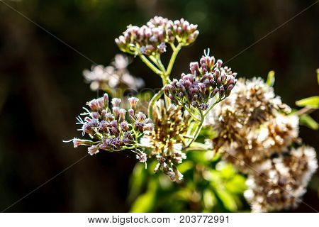Erica Arborea, Valconca, Italy