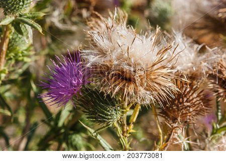 Cardoon (cirsium Volgare), Valconca, Italy