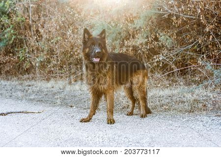 German Sheperd On A Trail In Valconca, Italy