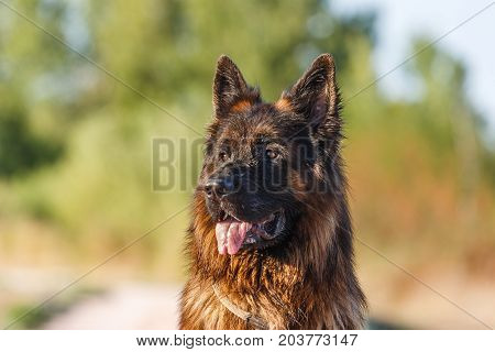 German Sheperd On A Trail In Valconca, Italy