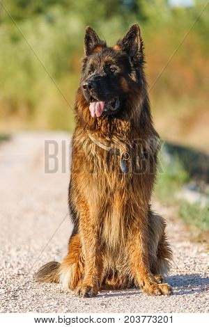 German Sheperd On A Trail In Valconca, Italy