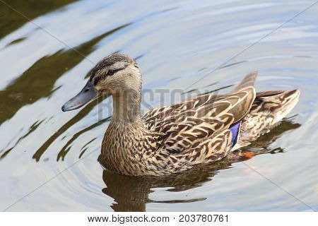 Female mallard duck swimming on a river during spring