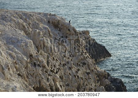 Group of Peruvian Booby (Sula variegata) on guano covered cliffs on the Pacific coast of northern Chile.