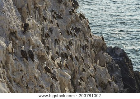 Group of Peruvian Booby (Sula variegata) on guano covered cliffs on the Pacific coast of northern Chile.