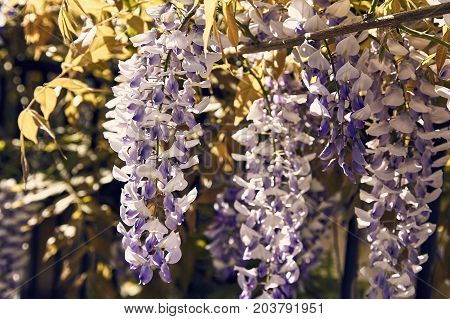Fully blooming wisteria in the spring sunshine
