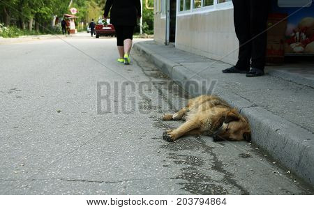 A dog of a shepherd and a pooch asleep on the asphalt