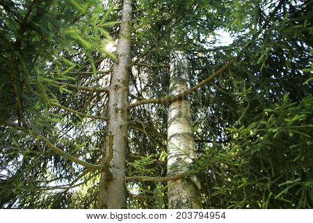 Spruce and birch hug each other in forrest