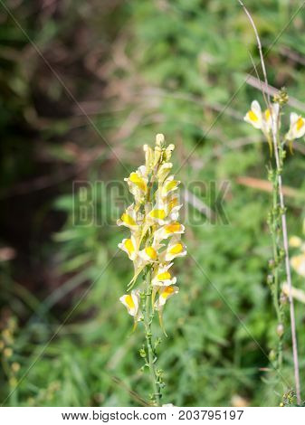 Full View Of Full Bloom Of Linaria Vulgaris Flower