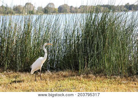 Water Bird in Tall Grass at the lake
