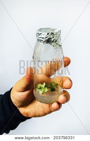 Flask with an in vitro cloned microplant in nutrient medium in researcher's hand