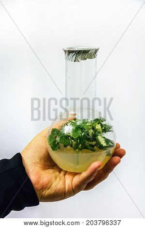 Flask with an in vitro cloned microplant in nutrient medium in researcher's hand
