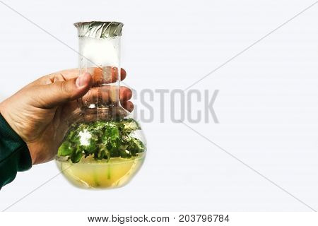 Man hand holds test tubes with microplants of cloned plant in nutrient medium, micropropagation technology in vitro. White background for copy space