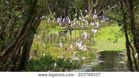 Stork relaxing in the nature reserve. These birds are grouped and should be preserved in the natural world