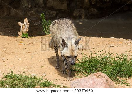 Striped hyena rests after night hunting, on hot African sand in the early morning