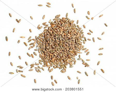 Malted Rye Grain on a White Background