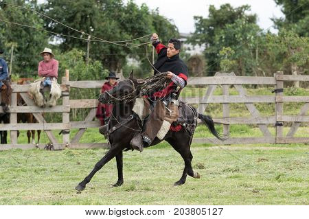 June 3 2017 Machachi Ecuador: cowboy in the Andes riding horse and exercising the lasso