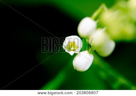 Beautiful flower lily of the valley on the nature