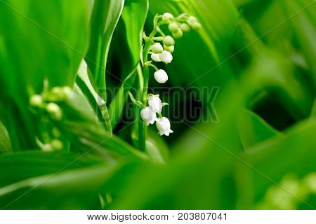 Beautiful flower lily of the valley on the nature