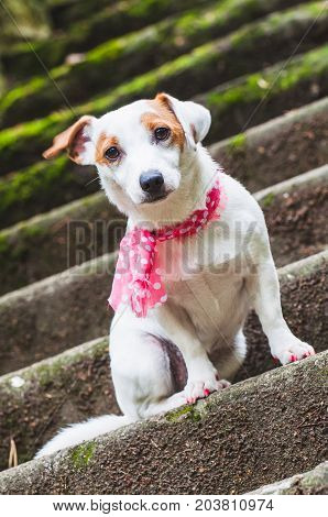 Jack Russell Terrier dog with a pink scarf is sittieng on the stairs for a walk